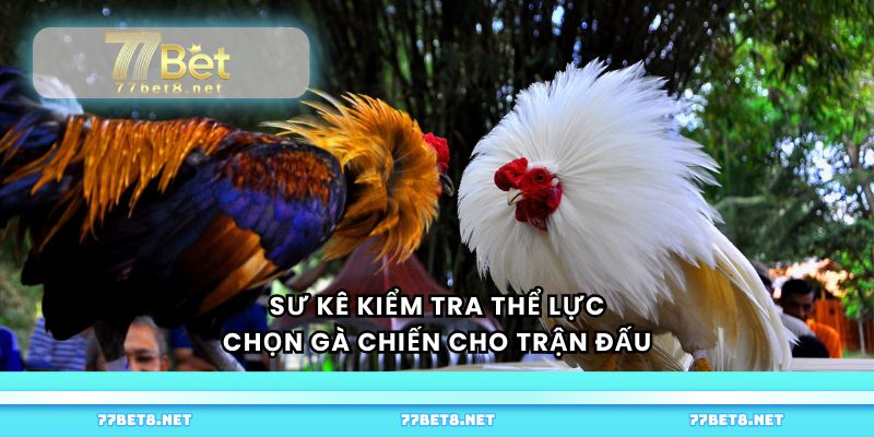 Sư kê kiểm tra thể lực, chọn gà chiến cho trận đấu