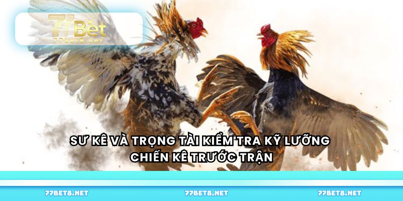 Sư kê và trọng tài kiểm tra kỹ lưỡng chiến kê trước trận
