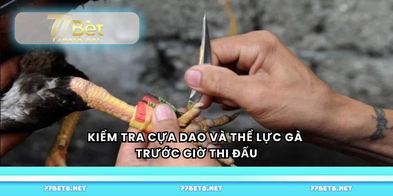 Kiểm tra cựa dao và thể lực gà trước giờ thi đấu