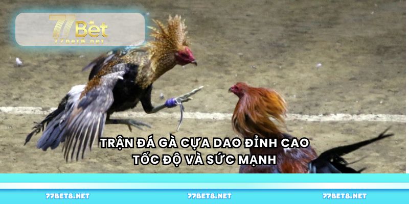 Trận đá gà cựa dao đỉnh cao, tốc độ và sức mạnh