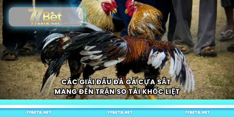 Các giải đấu đá gà cựa sắt mang đến trận so tài khốc liệt
