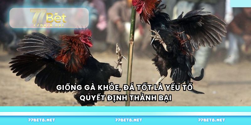 Giống gà khỏe, đá tốt là yếu tố quyết định thành bại