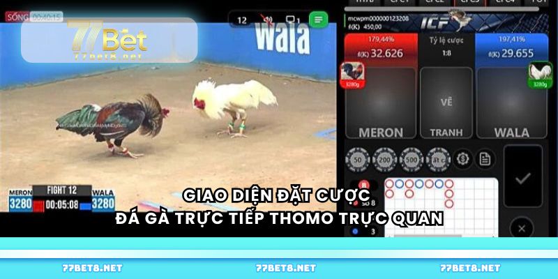 Giao diện đặt cược đá gà trực tiếp Thomo trực quan