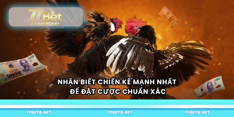 Nhận biết chiến kê mạnh nhất để đặt cược chuẩn xác
